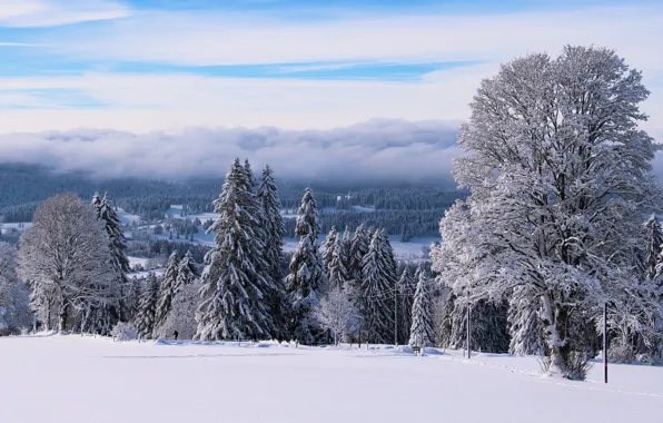 Winter, frost, forest, the sky, clouds, snow, trees, fog