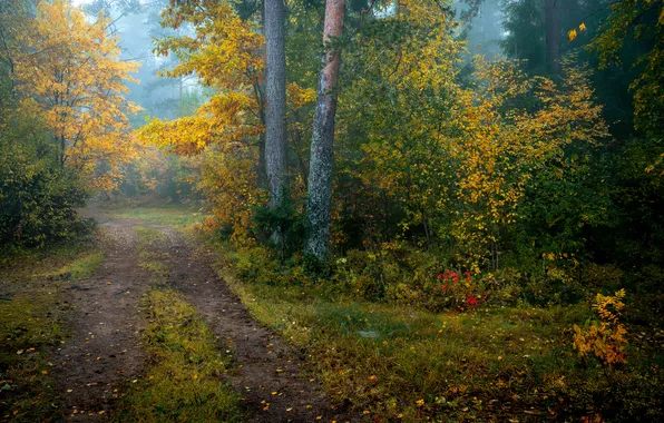 Picture landscape, nature, forest road, Andrey Vasilyev