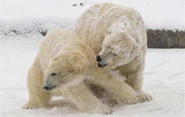 Picture winter, snow, polar bears