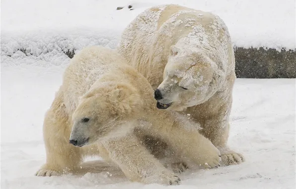 Winter, snow, polar bears