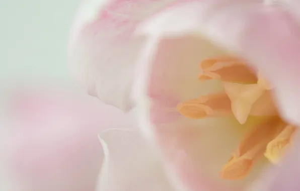 Flower, macro, pink, Tulip