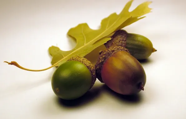 Three, leaf, on white, acorns