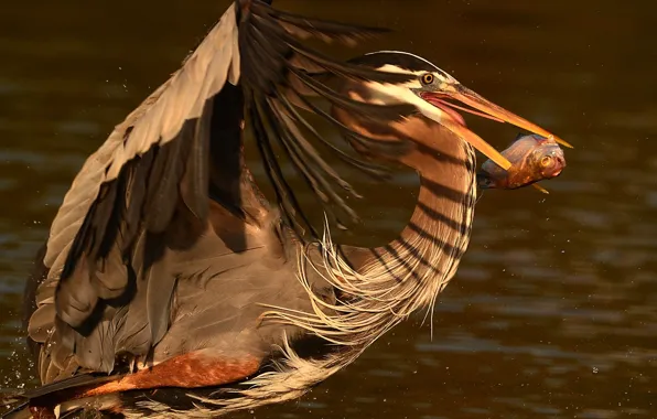 Fish, Heron, mining