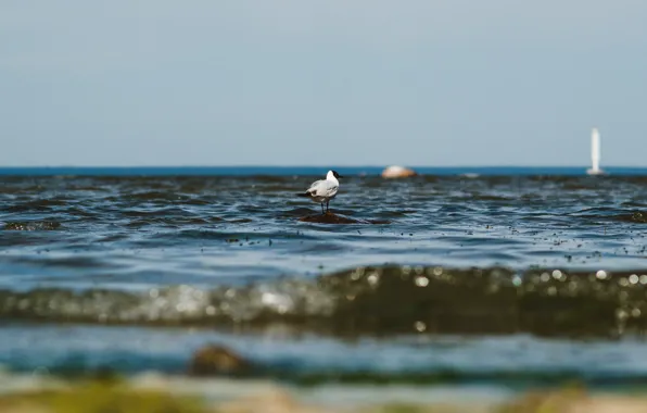 Sea, stone, Seagull, Bay, Finnish, Petersburg