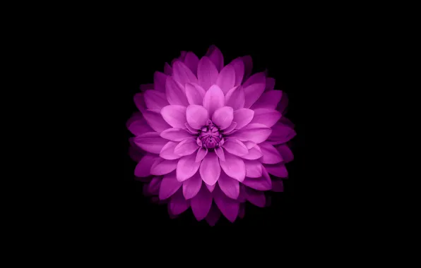 Picture flower, purple, iphone, flower, iPhone, ios8, iphone6