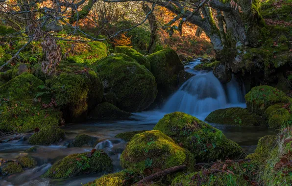 Forest, grass, leaves, trees, stream, stones, moss, Spain
