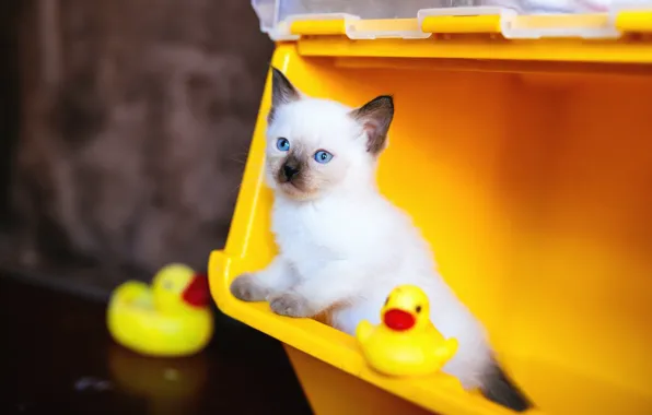 Cat, cat, look, yellow, background, toys, container, kitty