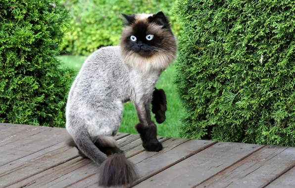 Picture cat, style, haircut