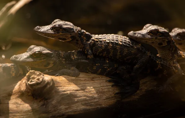 Crocodile, crocodiles, log, trio, cubs, brood, crocodiles