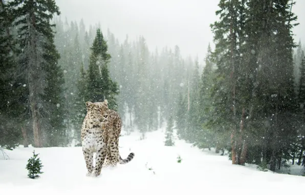 Picture winter, forest, snow, trees, snowflakes, glade, predator, leopard