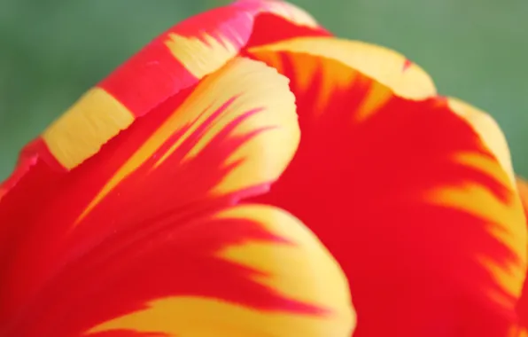 Picture flower, summer, macro, Tulip, bright colors