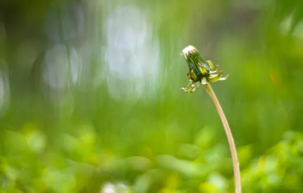 Picture nature, background, dandelion