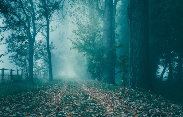Road, autumn, forest, trees, fog, Park, trunks, the fence
