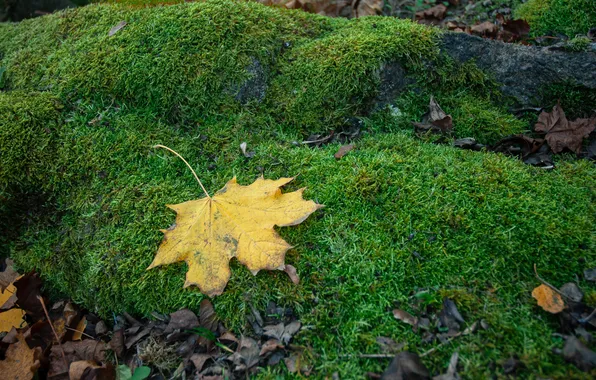 Autumn, forest, yellow, sheet, stone, moss, maple leaf, moss. green