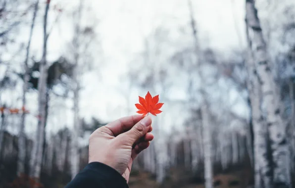 Picture autumn, leaves, people, hands