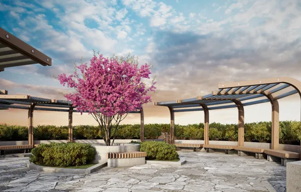 The sky, tree, benches, the bushes, Playground