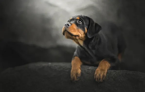 Look, dog, Rottweiler, puppy, bokeh