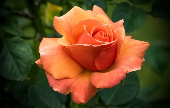 Picture macro, orange, rose