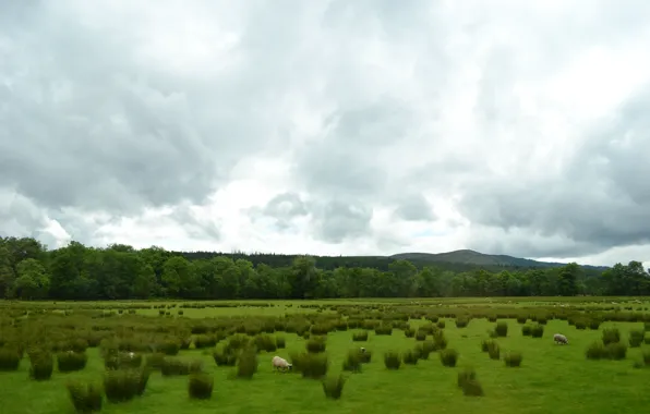 Picture greens, sheep, Scotland, pasture