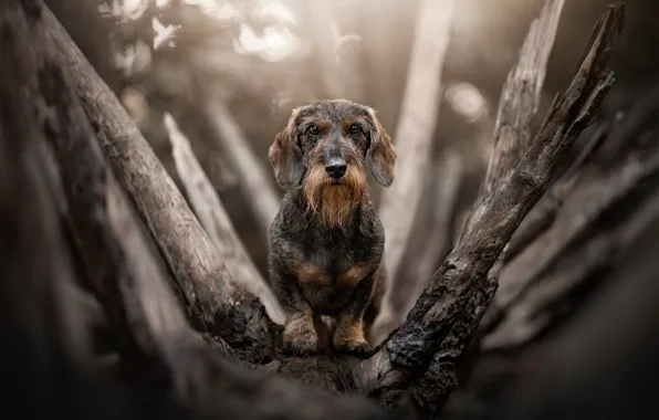 Look, light, branches, nature, tree, dog, Dachshund, bitches