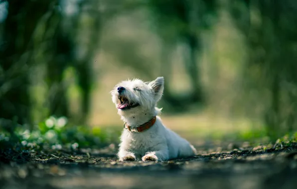 Nature, background, dog
