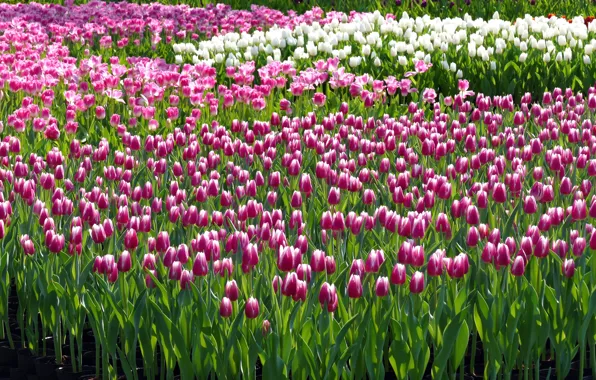Flowers, glade, spring, tulips, pink, flowerbed, a lot