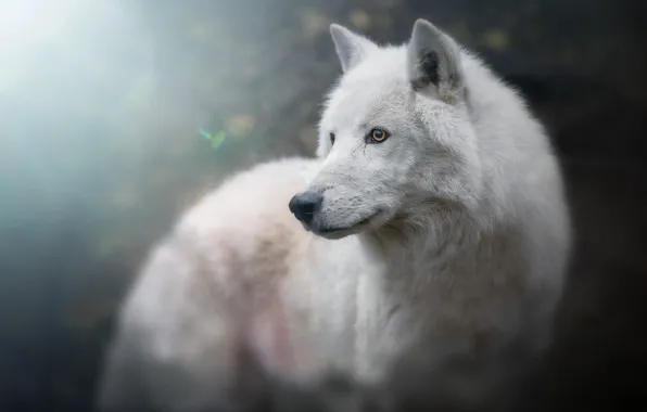 White, look, face, light, background, blue, wolf, portrait
