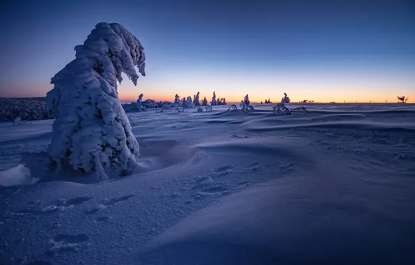 Winter, snow, trees, dawn, France, morning, the snow, France