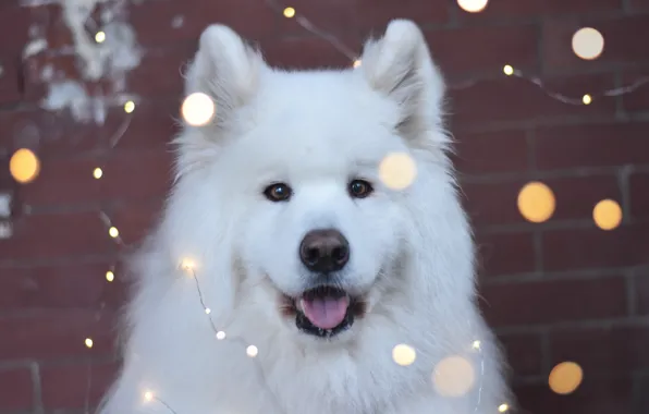 Look, pose, dog, face, Samoyed