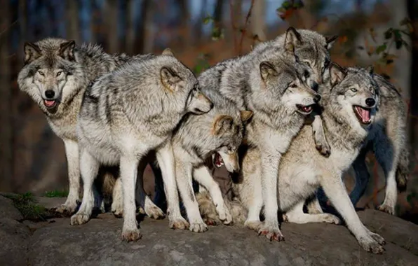 Picture nature, predator, animal, wolf, wildlife, portrait, wolf pack, portrait.