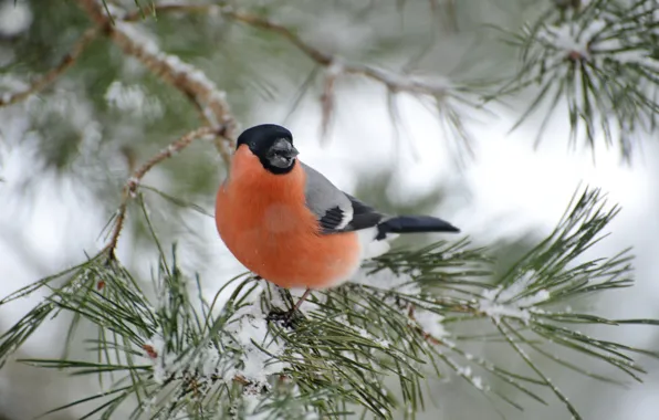 Winter, bullfinch, eats seeds