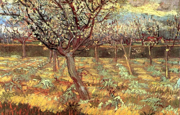 Picture Vincent van Gogh, Apricot Trees, in Blossom 2