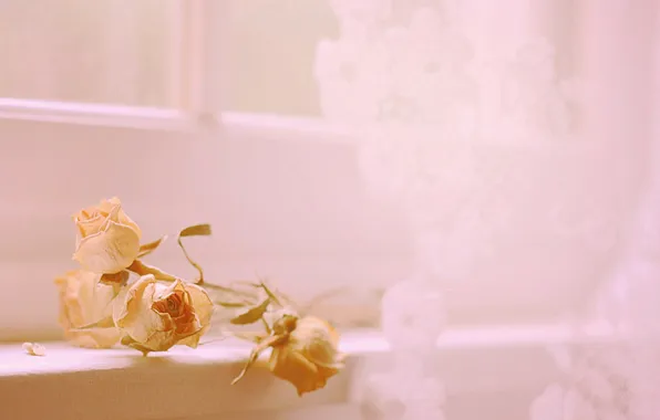 Flowers, background, roses