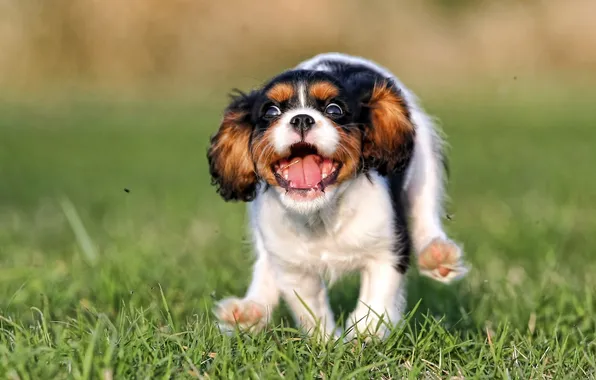 Picture dog, running, puppy