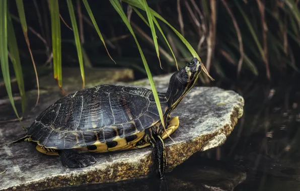 Grass, stone, turtle, pond, water, water turtle