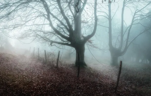 Winter, fog, tree