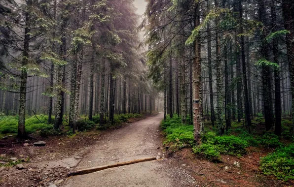 Picture Green, Evening, Road, Fog, Forest, Trees