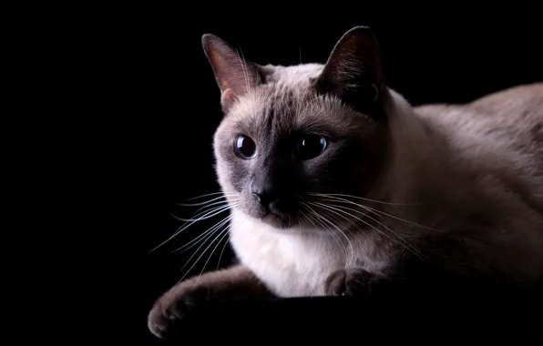 Cat, cat, mustache, look, pose, portrait, legs, black background