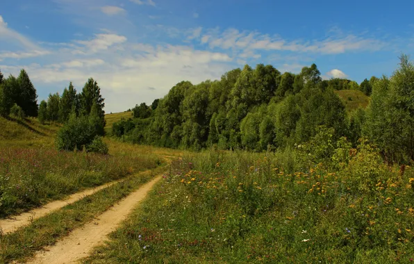 Picture the sky, landscape, nature, Forest