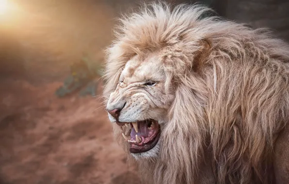 White, look, face, light, portrait, Leo, mouth, mane