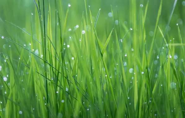 Grass, drops, Rosa, plant, texture, meadow