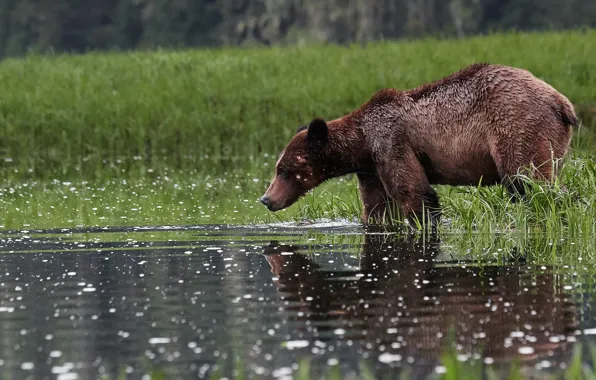 Grass, reflection, shore, bear, bear, profile, pond