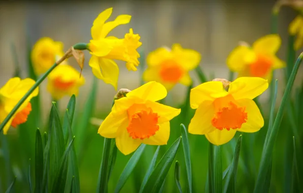 Grass, macro, nature, spring, petals, Narcissus