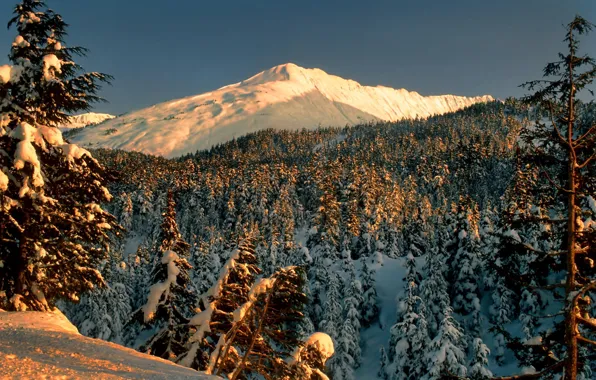 Picture winter, forest, snow, trees, landscape, mountains, Park