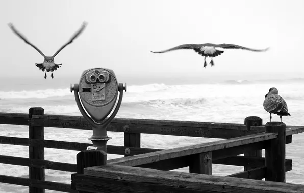 Seagulls, black and white, Pier, binoculars