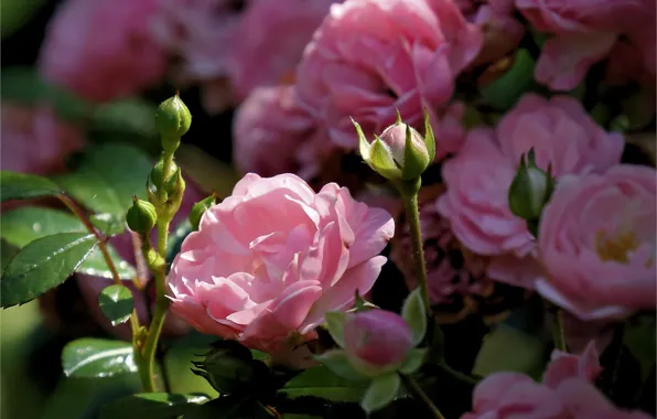 Roses, petals, buds, rose Bush