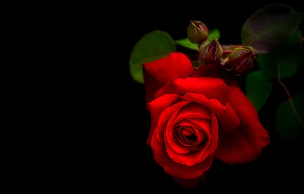 Picture flowers, red, roses, black background, buds, scarlet
