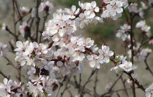Spring, apricot, blooming