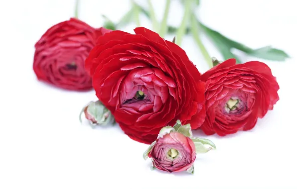 Flowers, bouquet, red, Ranunculus, Asian Buttercup, Buttercup