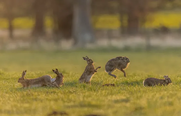 Grass, glade, group, rabbits